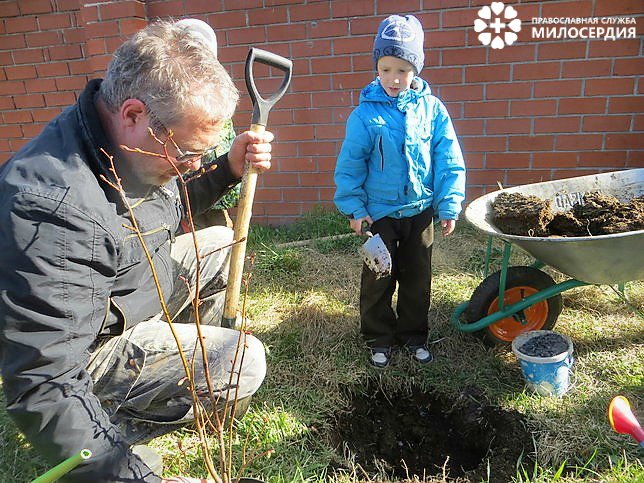 Каждый сын посадил по дереву